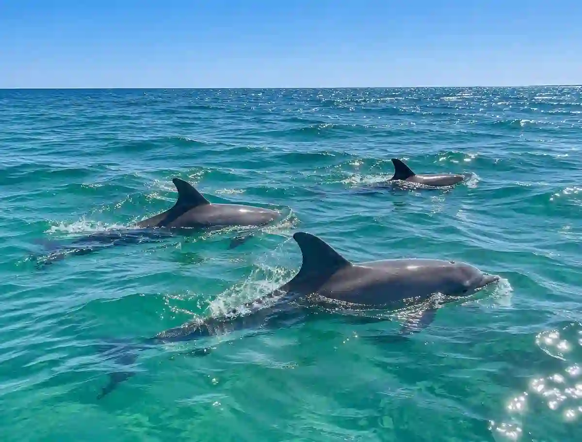 Wild bottlenose dolphins swimming in the turquoise water of Destin Harbor